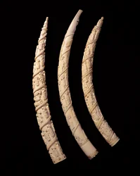 Zanne scolpite, Congo